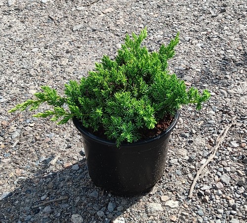 Juniper procumbens nana - procumbens, in