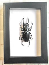 Black Stag Beetle (Odontolabis dalmani) Deep Box Frame Display Case Insect