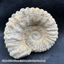Mantelliceras Ammonite Fossil