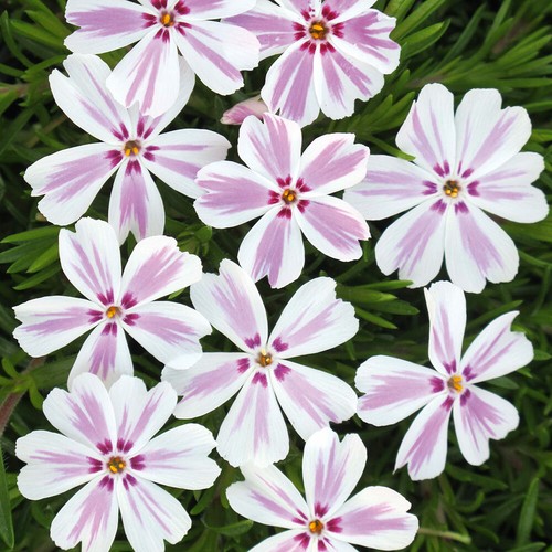 Phlox candy stripe - phlox, stripe'