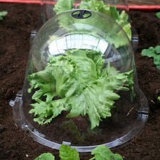 Haxnicks 2 x King size Victorian Bell Garden Cloche Plastic Plant Protection