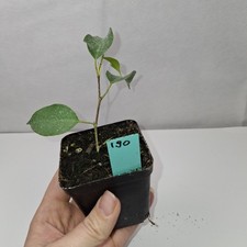 Ficus Benjamina Rooted Cutting Growing Plant Potted In nursery Pot