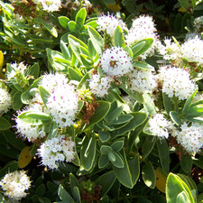 Hebe Albicans Hardy Evergreen Flowering Outdoor Garden Dwarf Shrub Plant in Pot