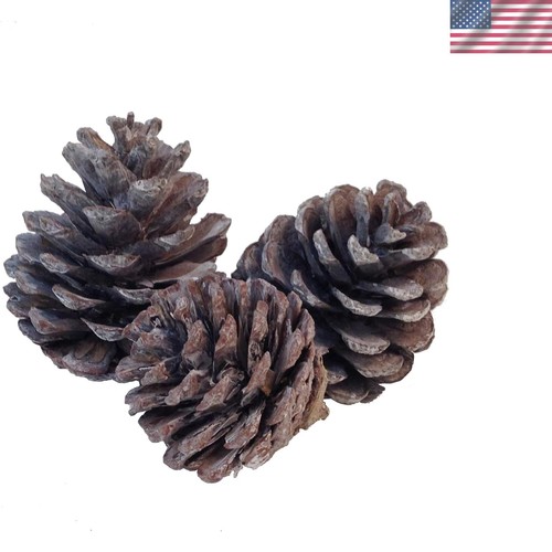 1kg natural indian - 1kg, pine