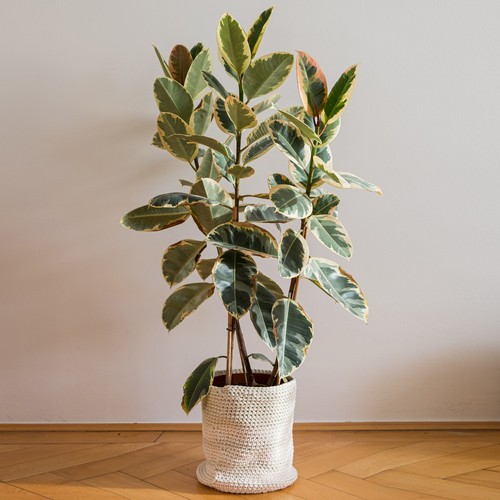 Ficus tineke large - tineke, indoor
