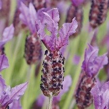 French Lavender 'Papillon' Medium Plug Plants x 4. Borders. Aromatic perennial