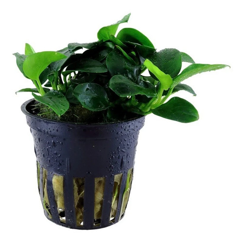 Anubias nana bonsai - anubias, «bonsai»