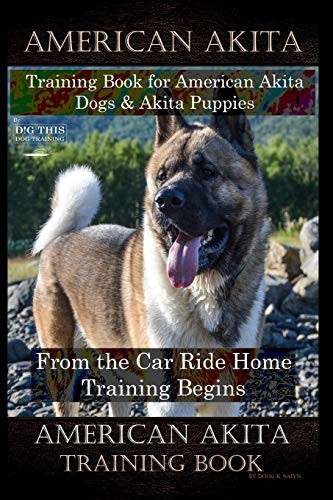 American akita training - american,