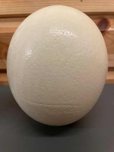 Imperfect blown ostrich egg - blown,