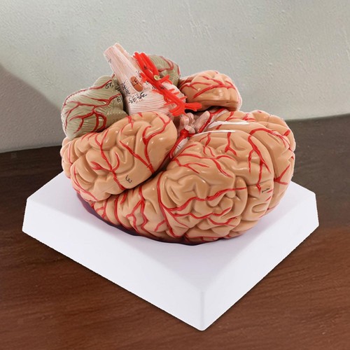 Human brain model parts - brain,