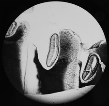 GREAT WATER BEETLE SPIRACLES