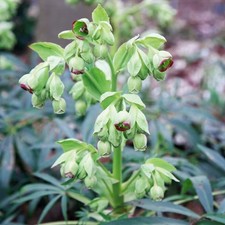Hellebore FOETIDUS in a 2