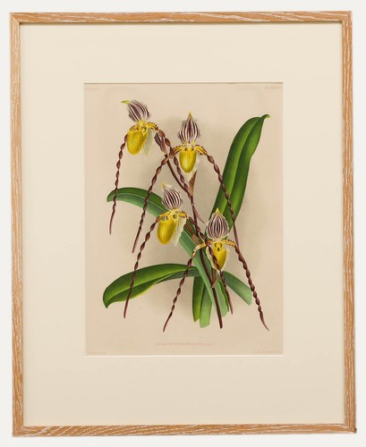 Pannemaeker framed - -,
