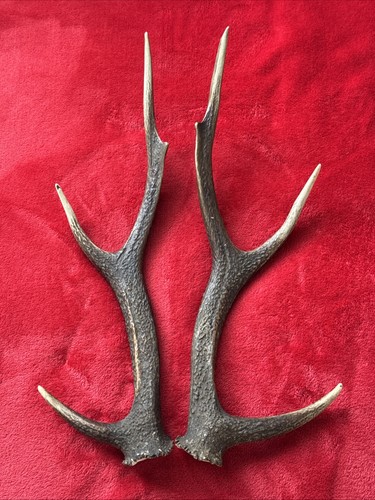 Pair sika deer - of,