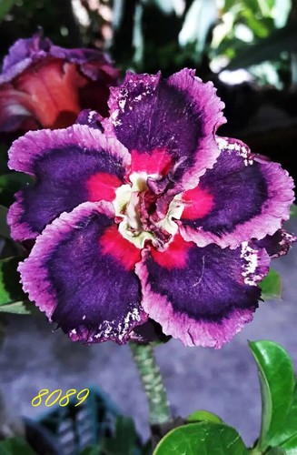 Purple pazzaz 8089 desert - 8089~,