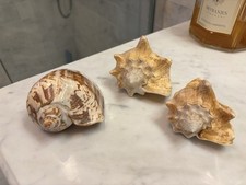 THREE LARGE CONCH SHELLS