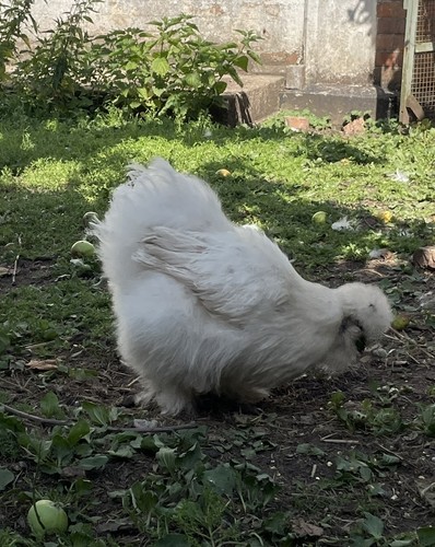 Pure silkie bantam - pure,