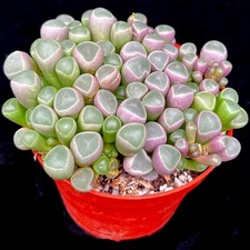 Fenestraria Rhopalophylla