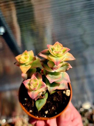 Crassula pagoda variegated - crassula, |