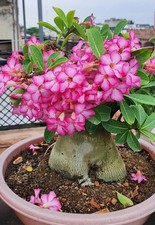 Adenium Arabicum Desert Rose | Caudex plant in 17cm terracotta pot