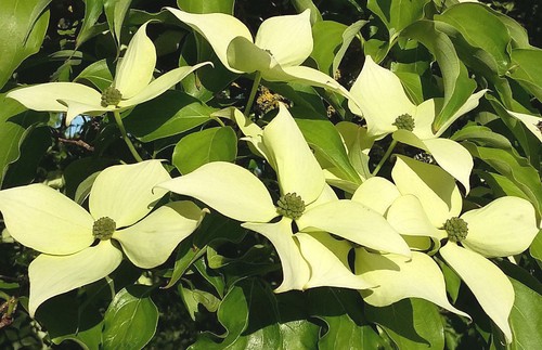 Cornus capitata himalayan - capitata,,