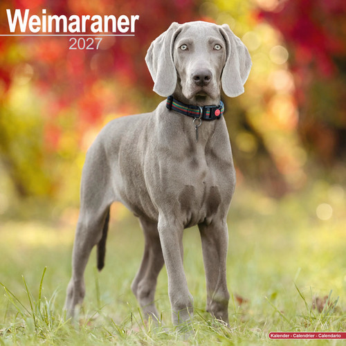 Weimaraner 2027 calendar dog - weimaraner, |