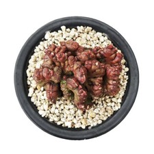 5CM Succulent Cactus Plant