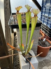 Sarracenia Leah Wilkerson