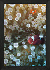 Anemone with 2 clownfish