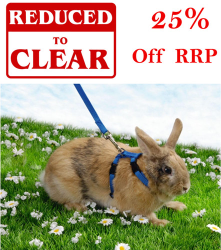 Rabbit cat small animal - -,