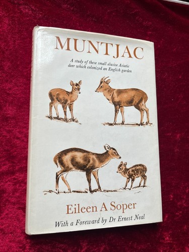 1969 1st muntjac study - study, of
