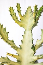 Euphorbia Lactea “White Ghost” In Pot 20 Cm