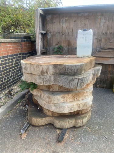 Large oak tree - oak, stumps
