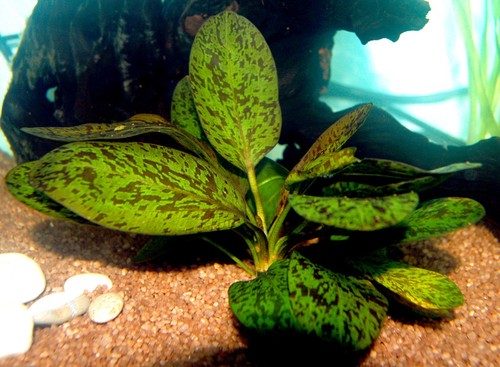 Echinodorus ozelot red - echinodorus,