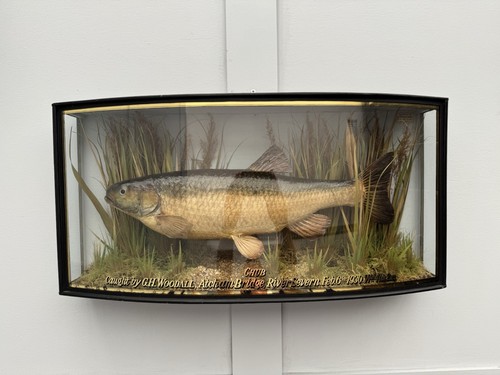 Antique taxidermy cased - cased, fish