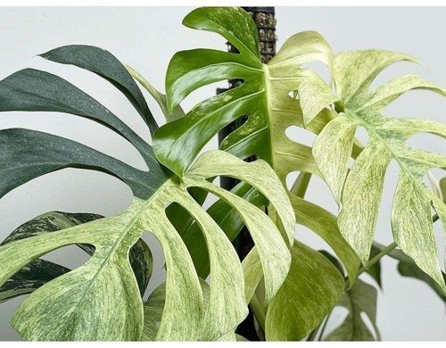 Monstera deliciosa mint - monstera, [mint]