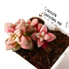 Exact Plant -Crassula Deltoidea variegated, Mini Vibrant Towering succulent