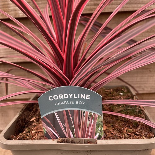 Cordyline charlie boy 5 - charlie,