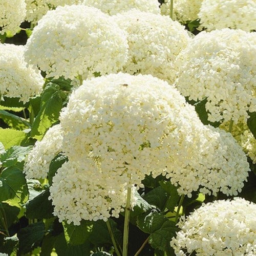 Hydrangea arborescens - hydrangea,