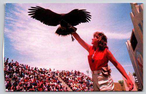 Postcard harris hawk flies - postcard,