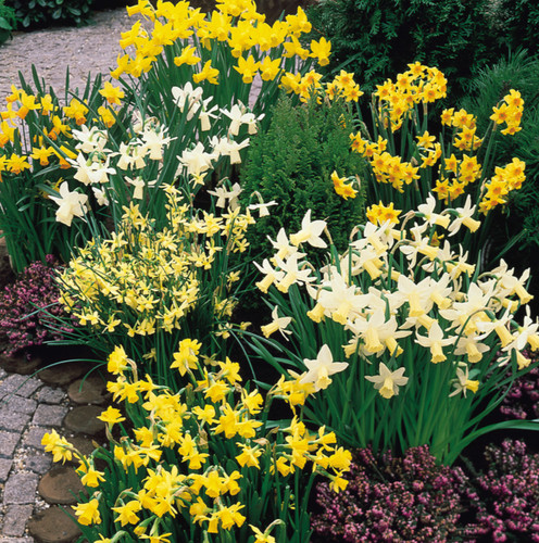 Mixed dwarf daffodils narcissi - daffodils,