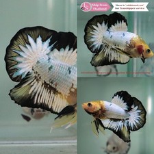 Live Tropical Betta Fish (Thailand) -- White Star Mustard Halfmoon Plakat Male