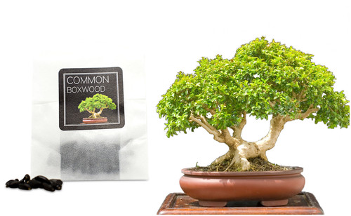 Common boxwood bonsai seeds - boxwood,