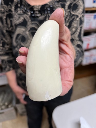 Blank sperm whale - sperm, replica