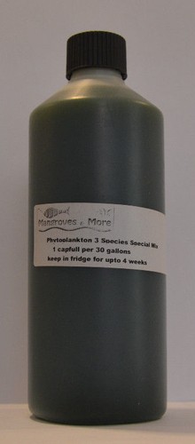 Live marine phytoplankton - phytoplankton, 3