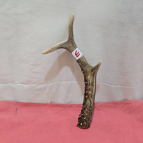 Deer roe antler thumbstick - deer, /roe