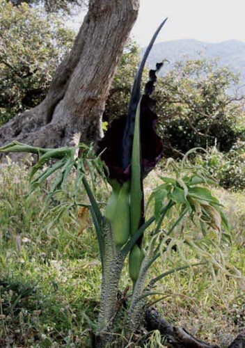 Seeds dracunculus vulgaris - seeds,
