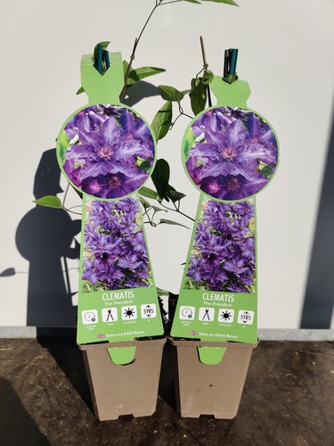 Clematis the president 9cm - 2,