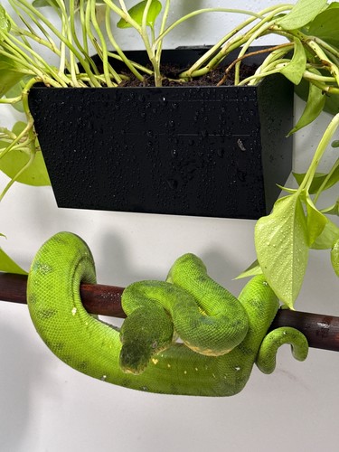 Wall mounted vivarium plant - vivarium,