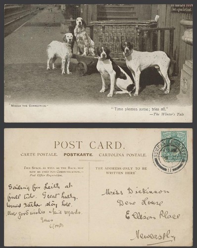 English setters pointers dogs - setters,
